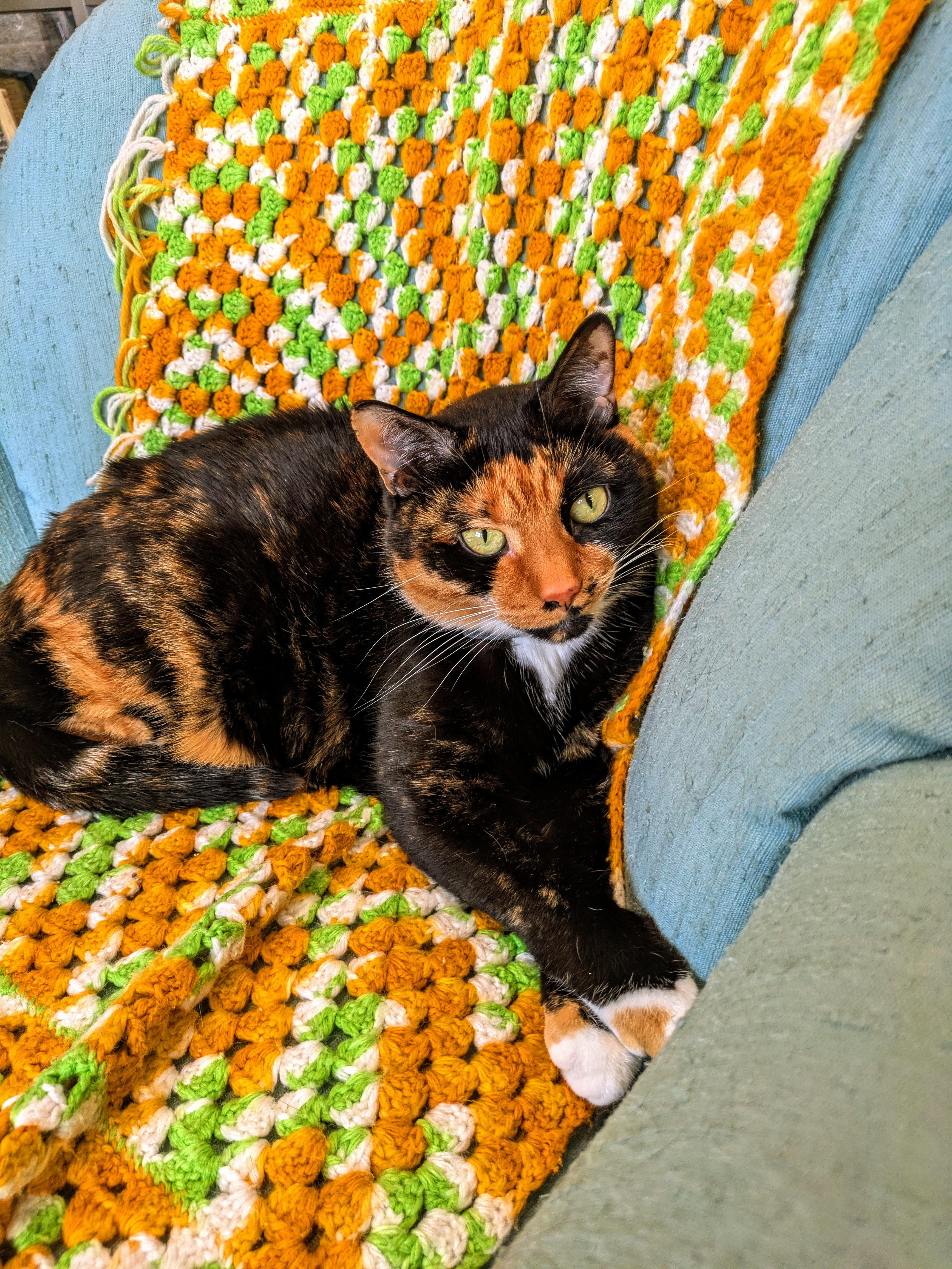 Punky, adopted, Adult Female Domestic Short Hair.