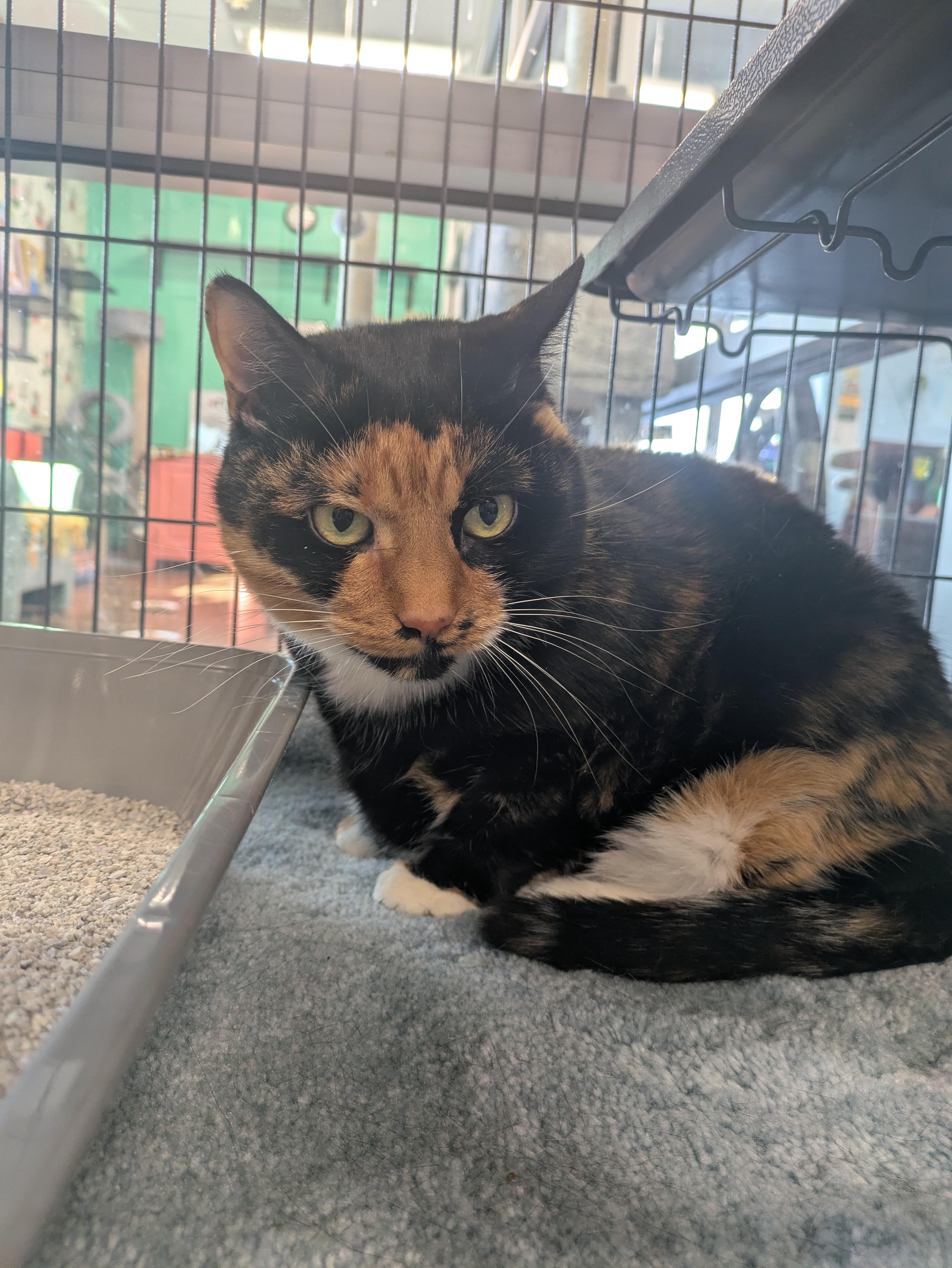 Punky, an adopted mixed breed in Frederick, MD image 5/6