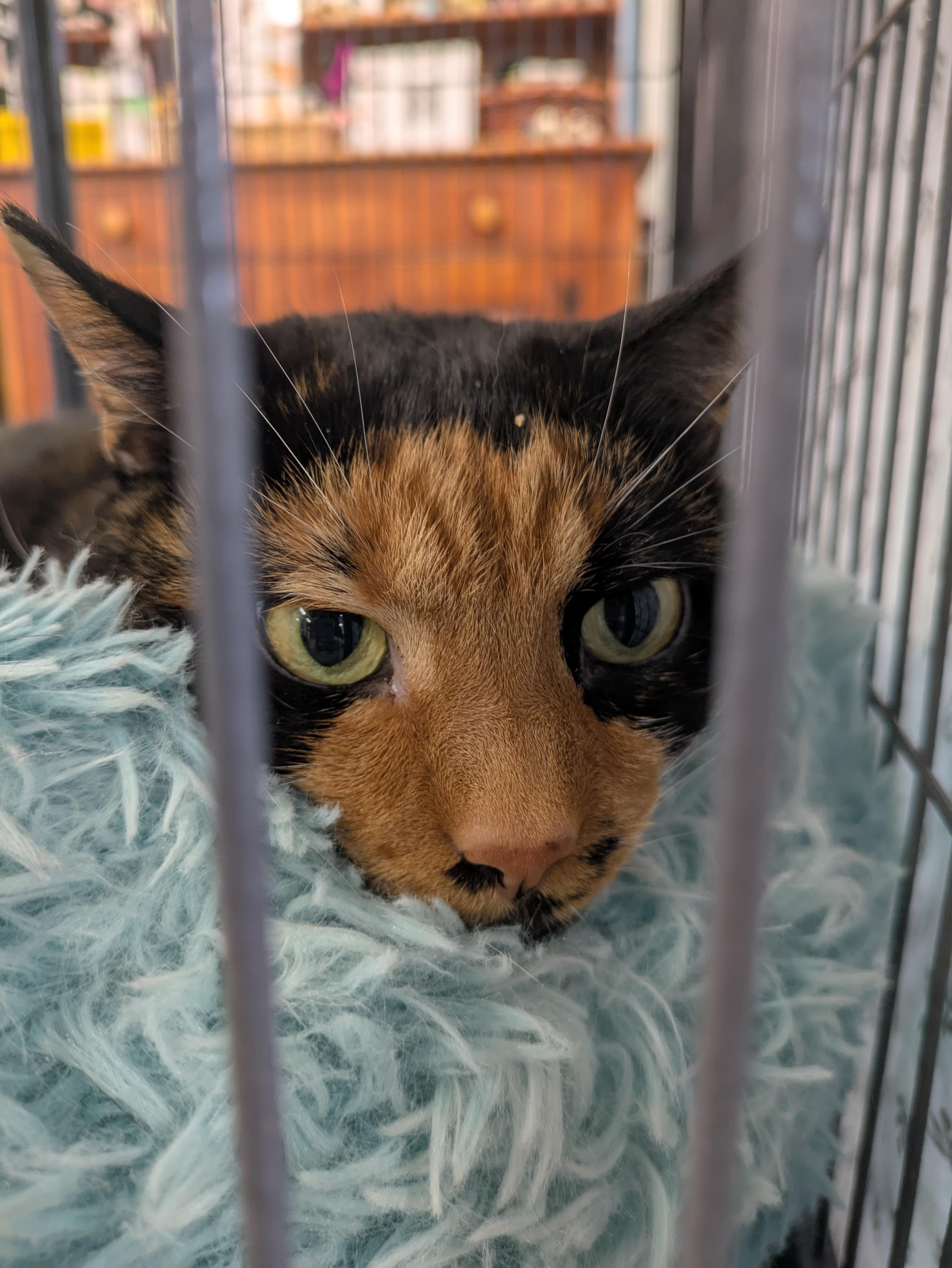 Punky, an adopted mixed breed in Frederick, MD image 4/6