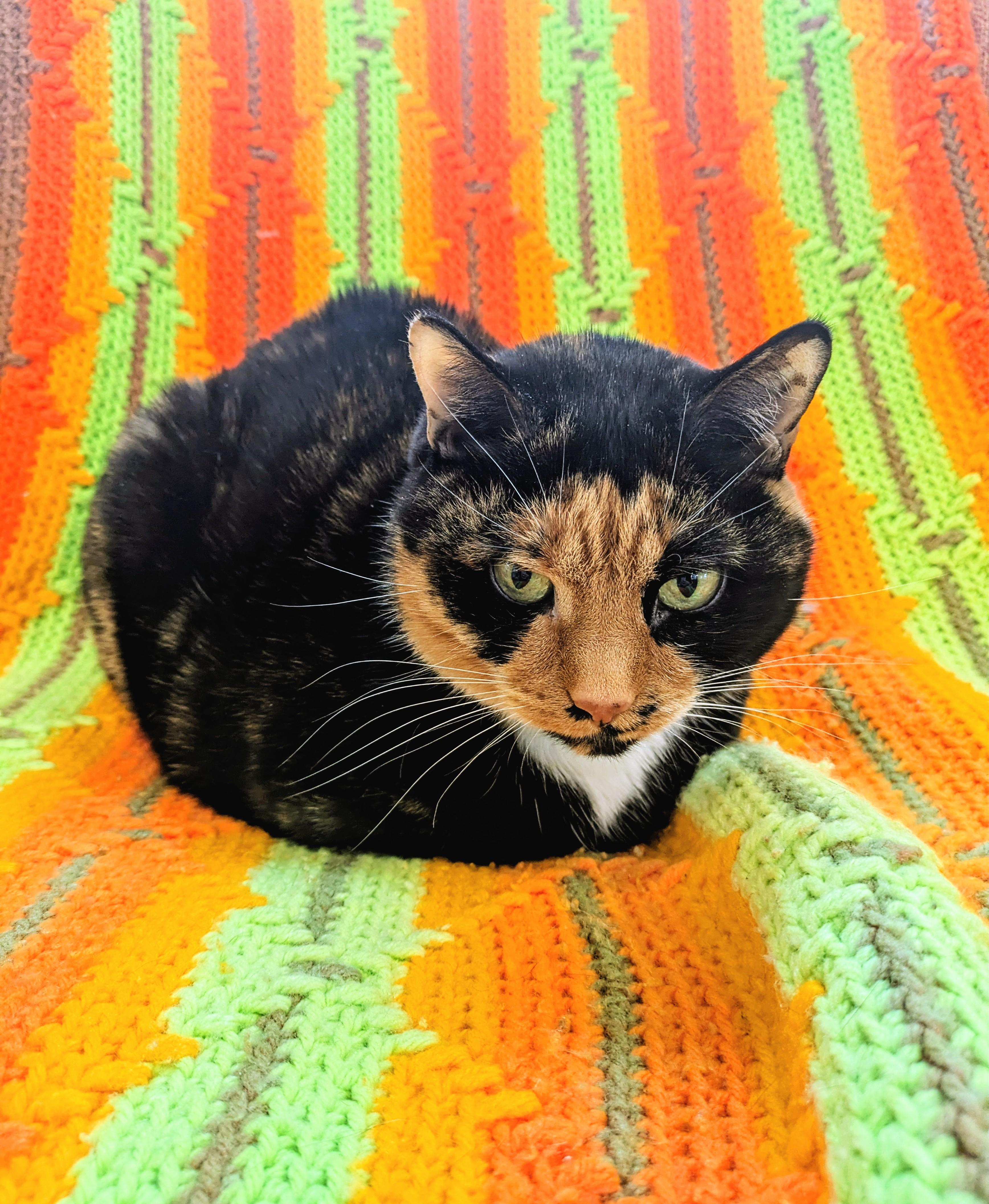 Punky, an adopted mixed breed in Frederick, MD image 2/6