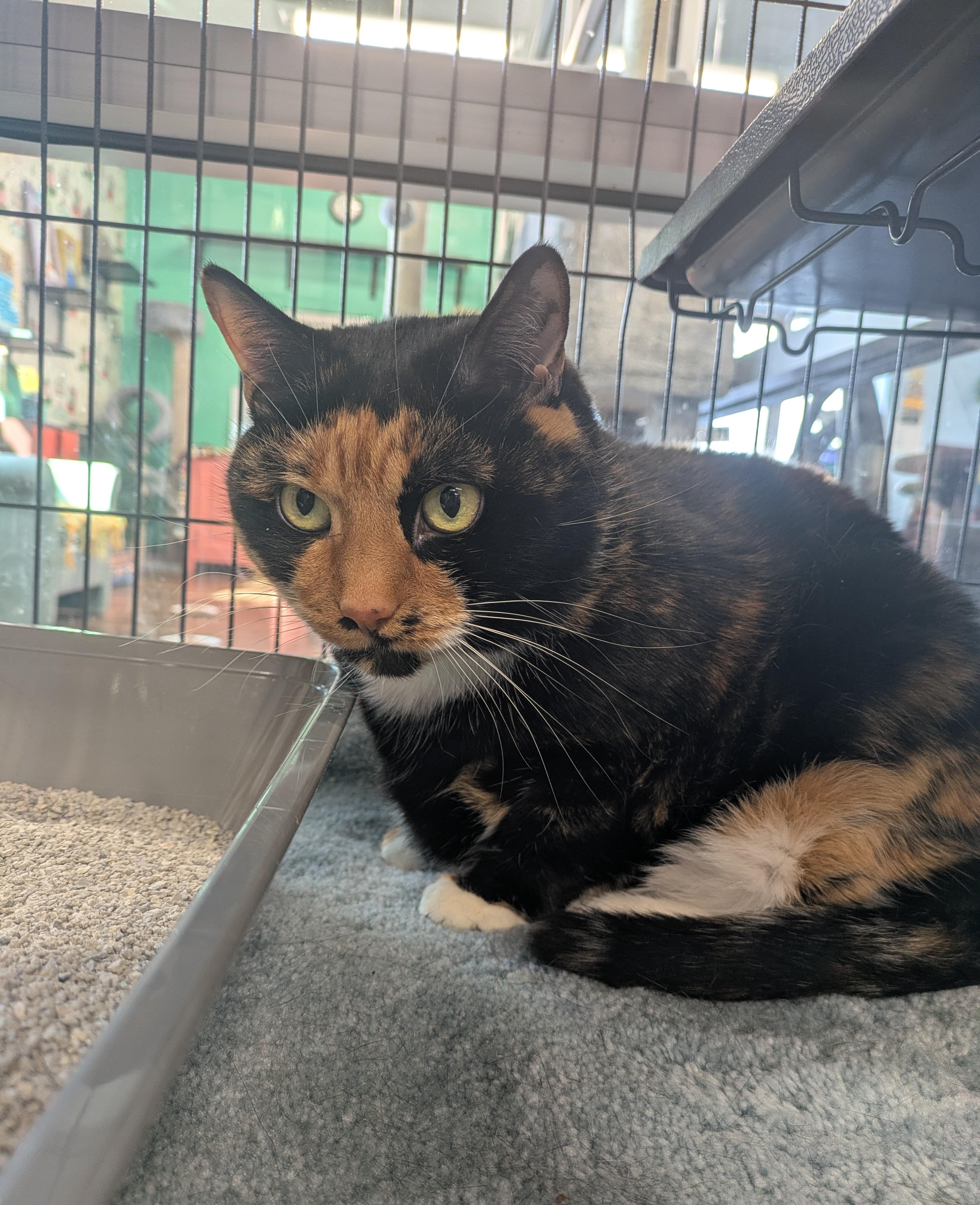 Punky, an adopted mixed breed in Frederick, MD image 6/6