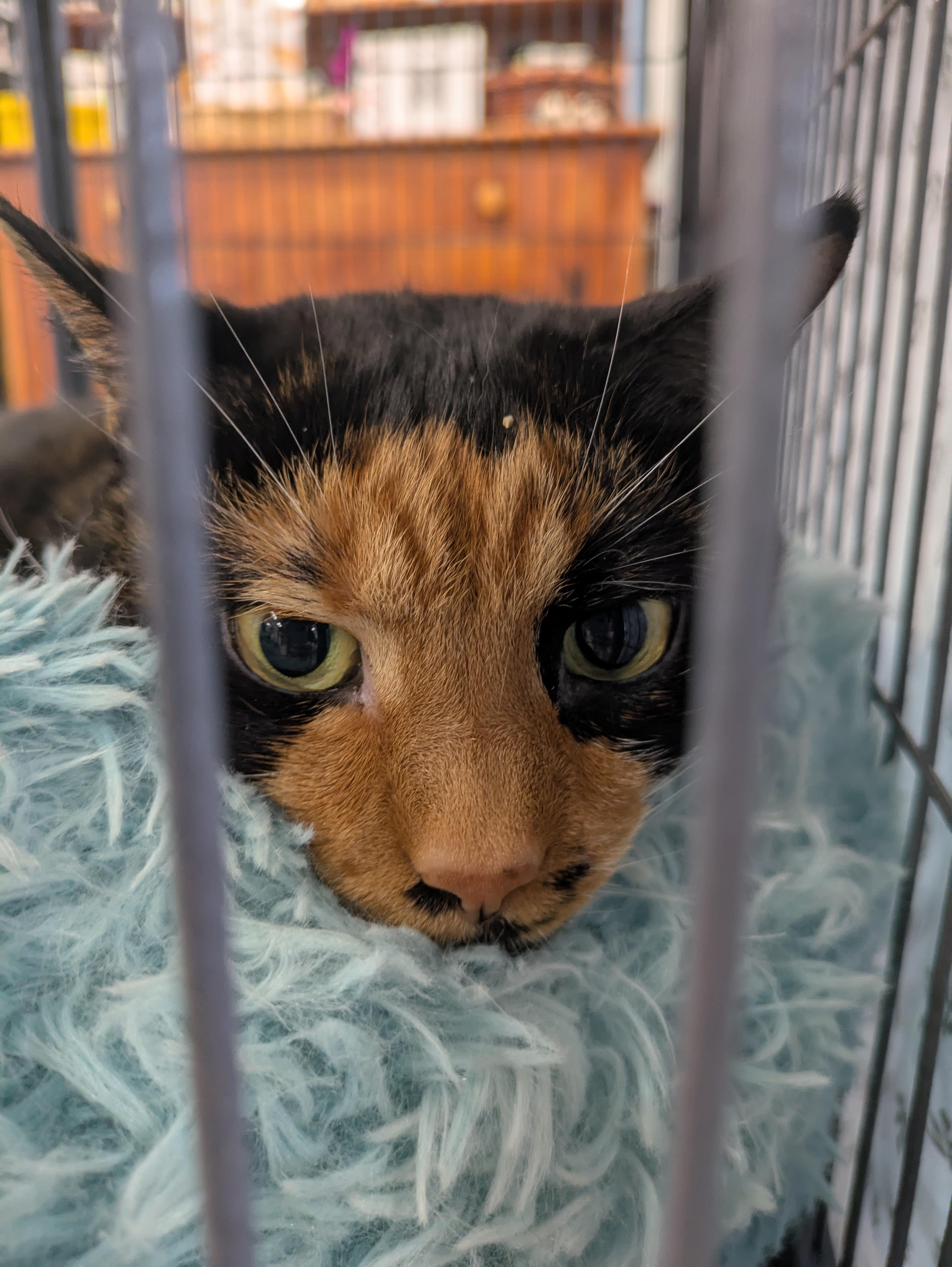 Punky, an adopted mixed breed in Frederick, MD image 3/6