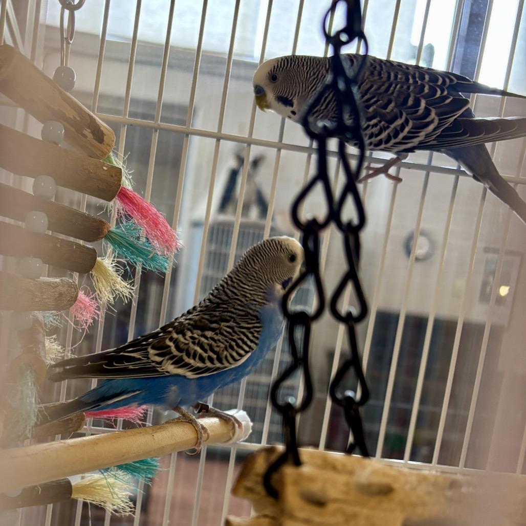 Enlarge Moe Doodle, a Adoptable Parakeet (Other) in Glenwood Springs, CO image 1/5