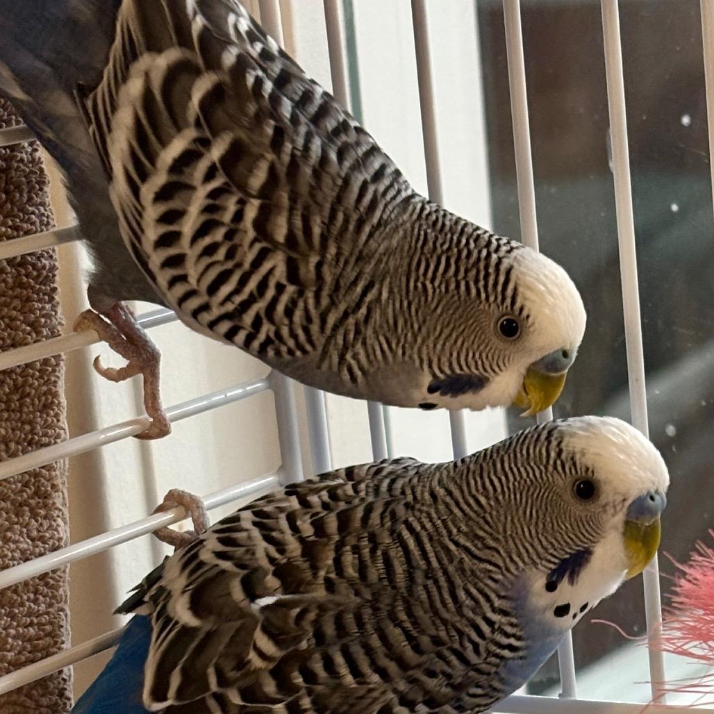 Enlarge Moe Doodle, a Adoptable Parakeet (Other) in Glenwood Springs, CO image 2/5