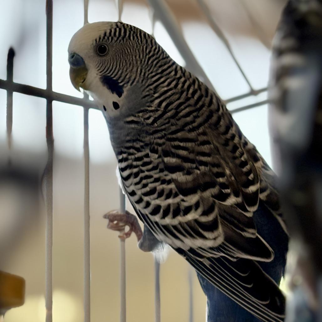 Enlarge Moe Doodle, a Adoptable Parakeet (Other) in Glenwood Springs, CO image 3/5