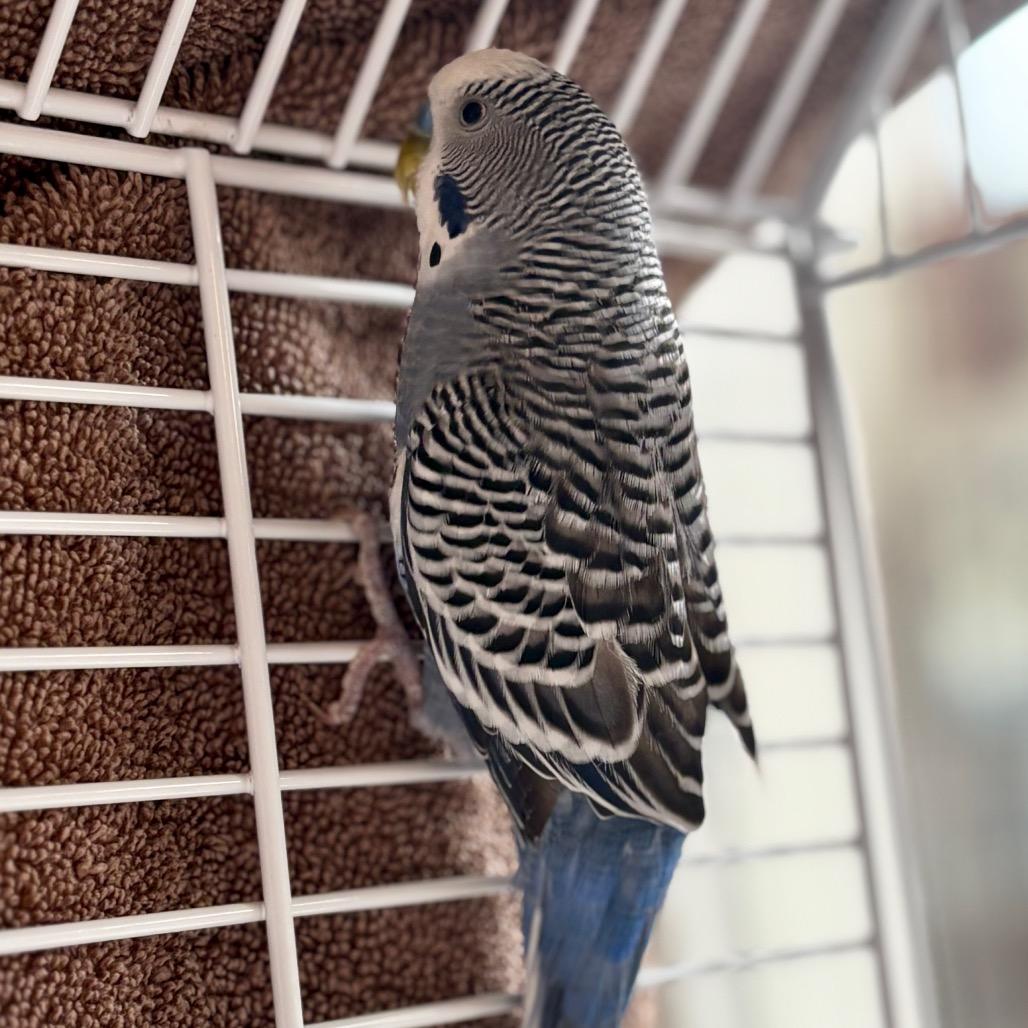 Enlarge Moe Doodle, a Adoptable Parakeet (Other) in Glenwood Springs, CO image 4/5