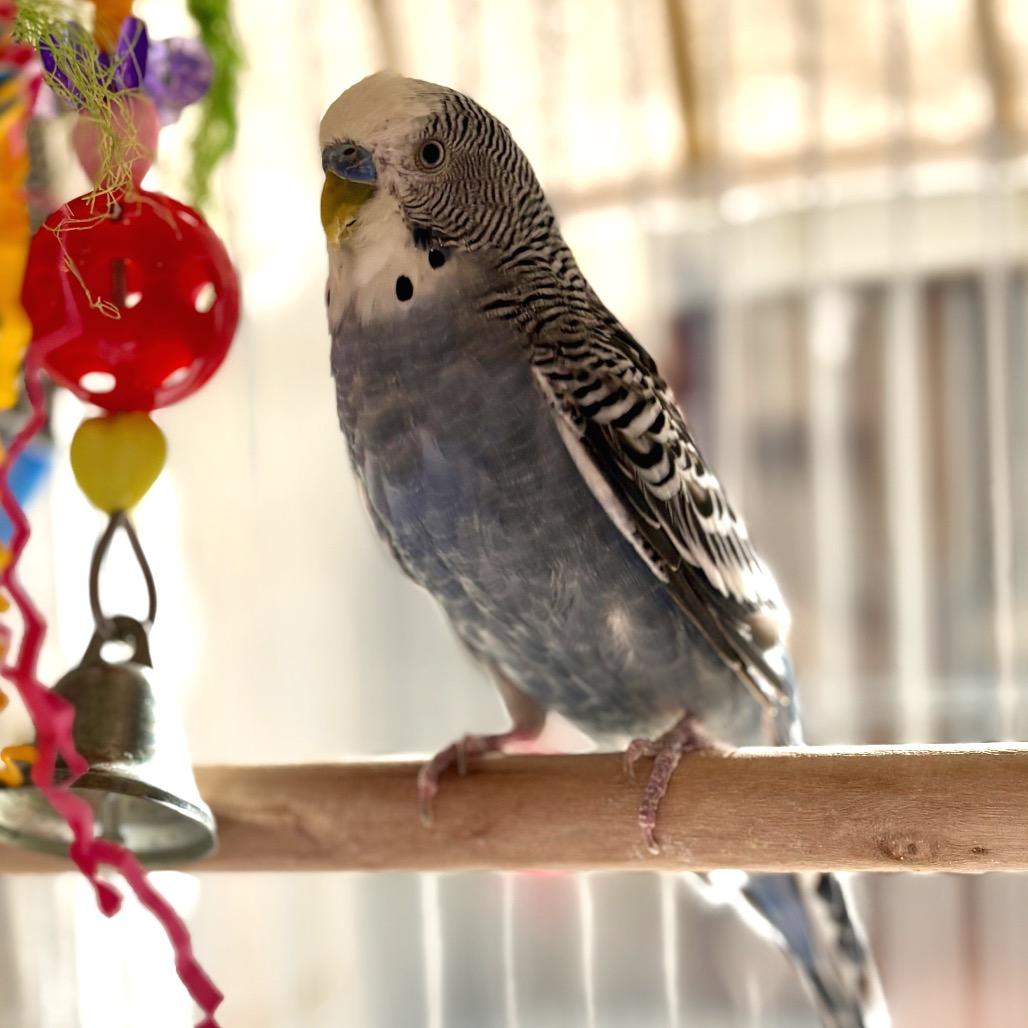 Enlarge Moe Doodle, a Adoptable Parakeet (Other) in Glenwood Springs, CO image 5/5
