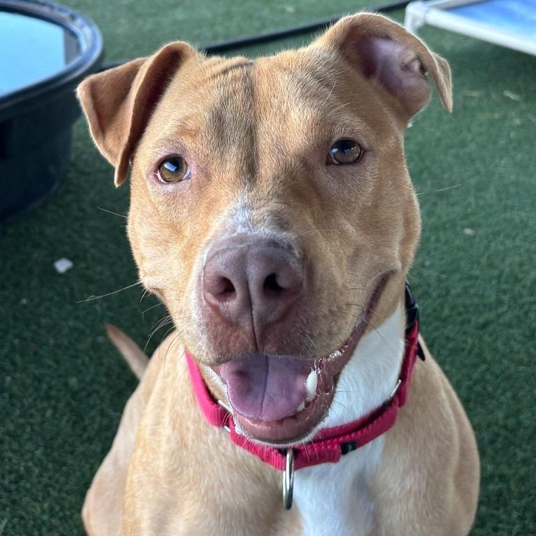 Waffles, a Adoptable mixed breed in Columbia, IL image 1/4