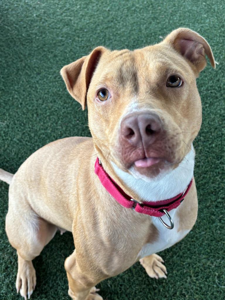 Waffles, a Adoptable mixed breed in Columbia, IL image 2/4