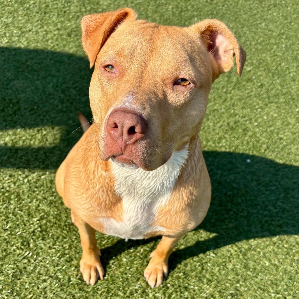 Enlarge Waffles, a Adoptable mixed breed in Columbia, IL image 3/5