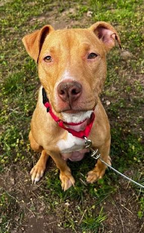 Waffles, a Adoptable mixed breed in Columbia, IL image 3/4