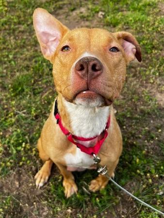 Waffles, a Adoptable mixed breed in Columbia, IL image 4/4