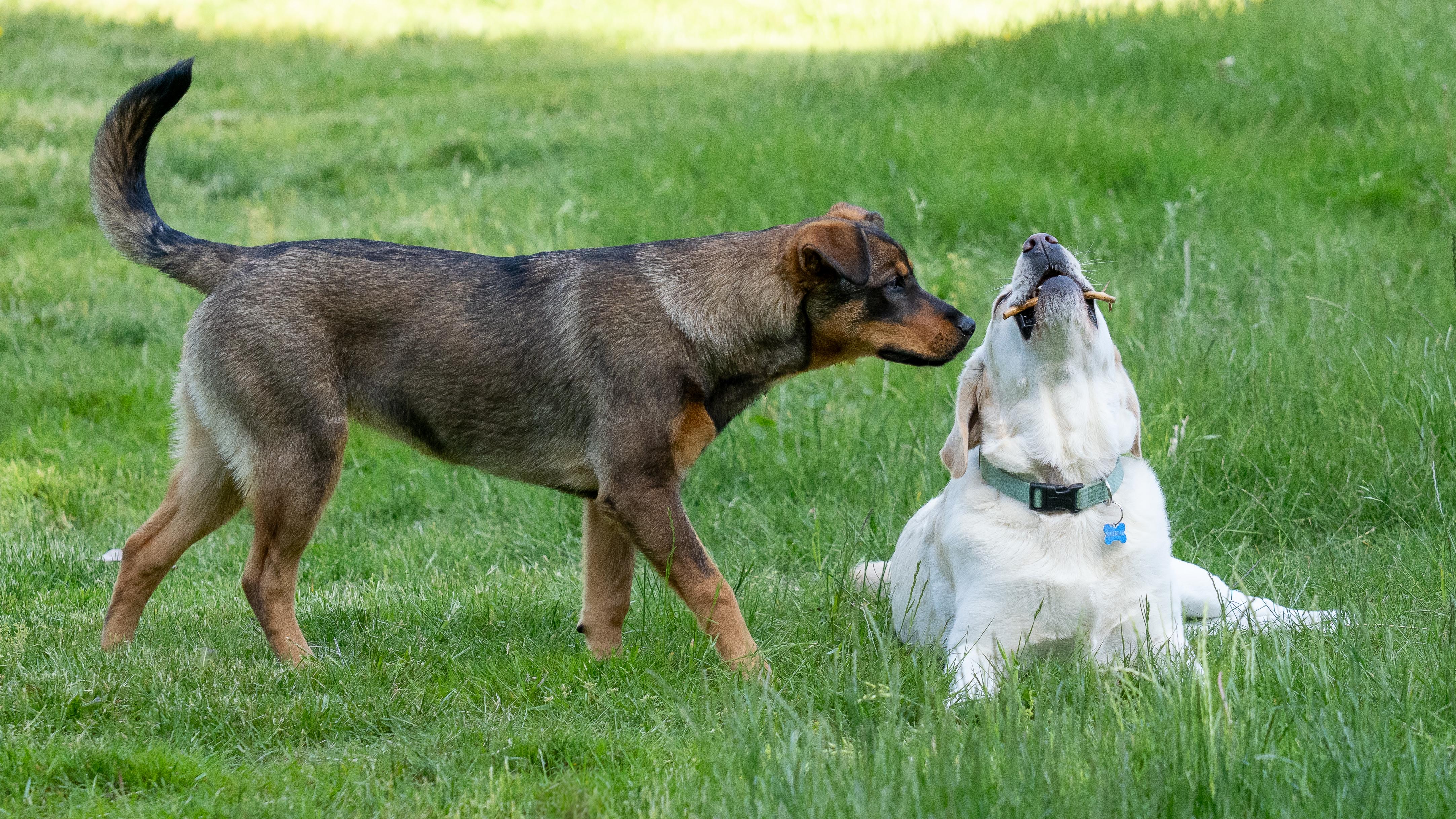 Enlarge Penny - Shep Mix Puppy! In Training!, a ADOPTABLE mixed breed in Seattle, WA image 4/5