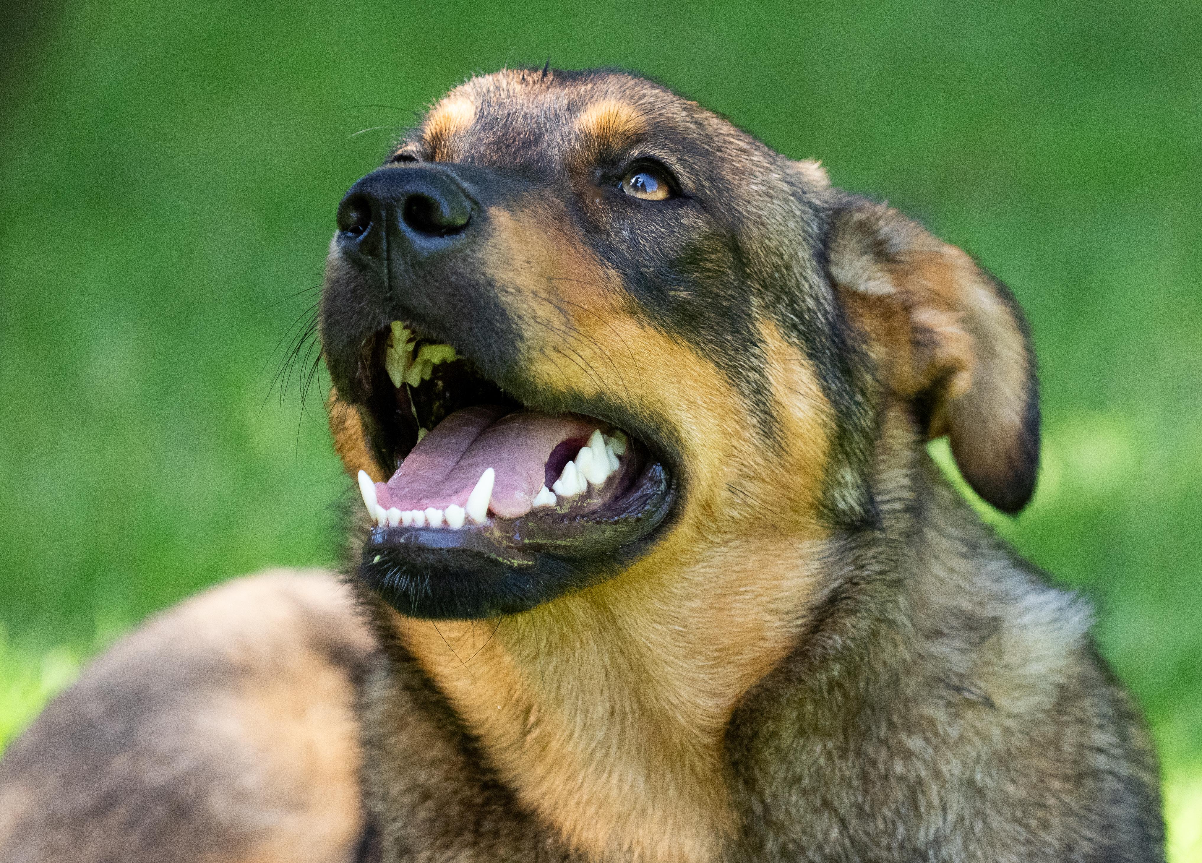 Enlarge Penny - Shep Mix Puppy! In Training!, a ADOPTABLE mixed breed in Seattle, WA image 2/5