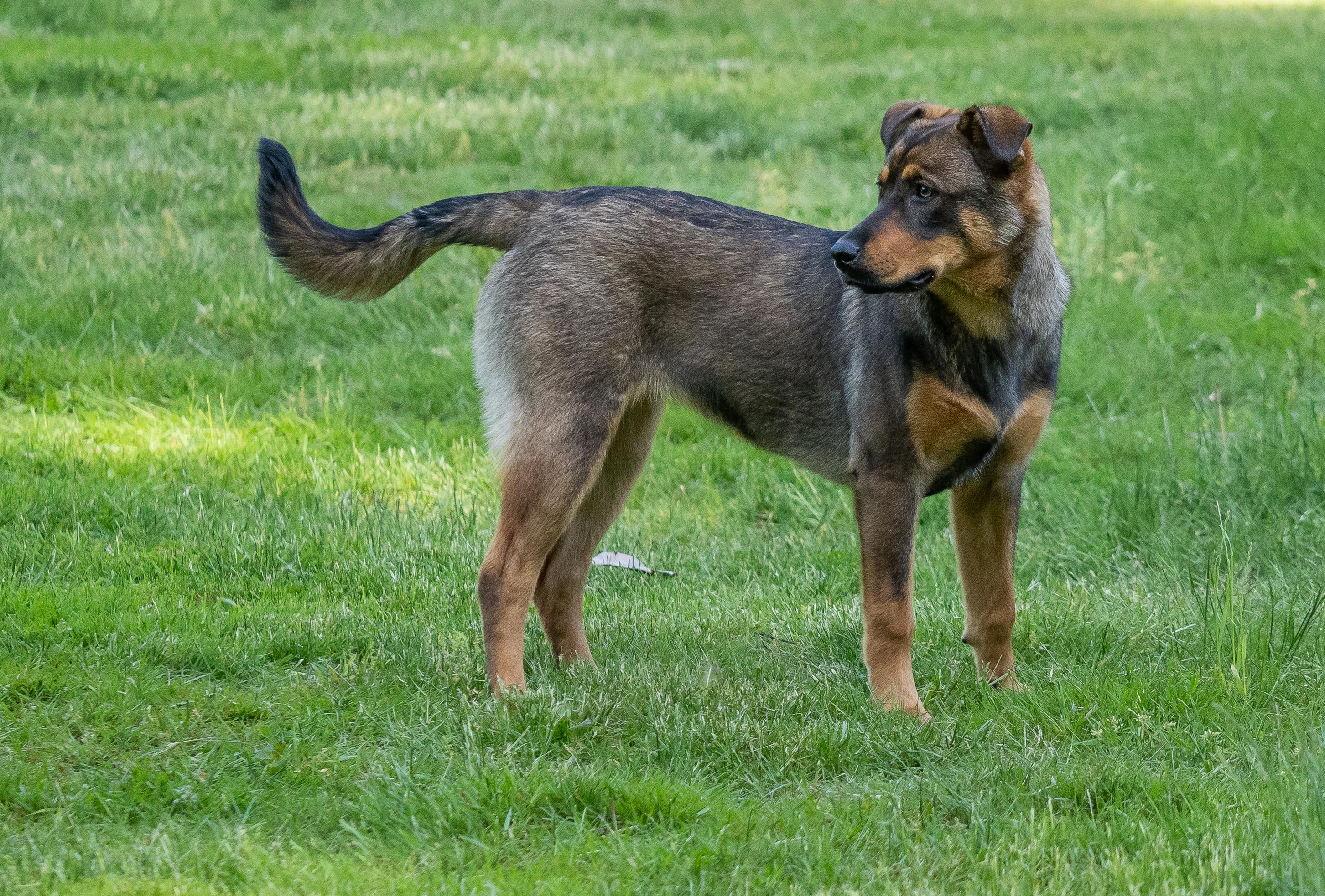 Enlarge Penny - Shep Mix Puppy! In Training!, a ADOPTABLE mixed breed in Seattle, WA image 3/5