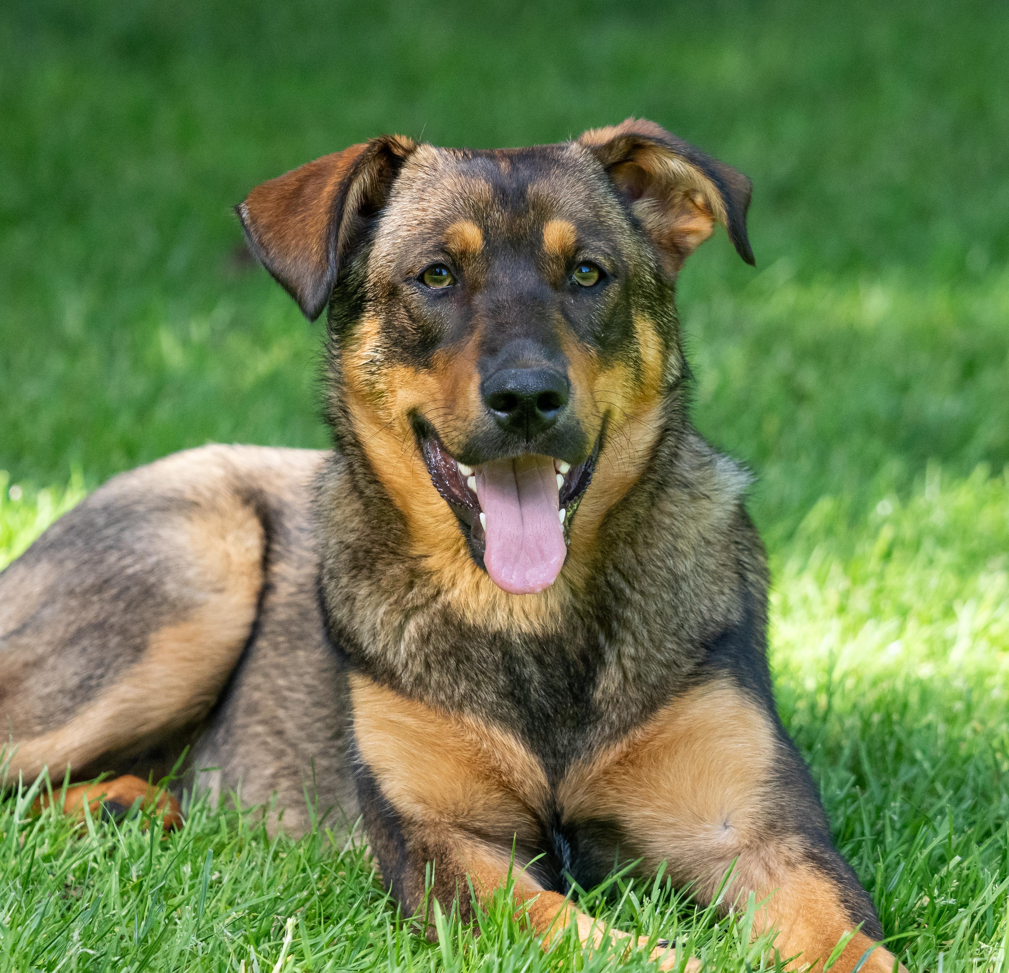 Penny - Shep Mix Puppy! In Training!, ADOPTABLE, Young Female German Shepherd Dog & Black Labrador Retriever.
