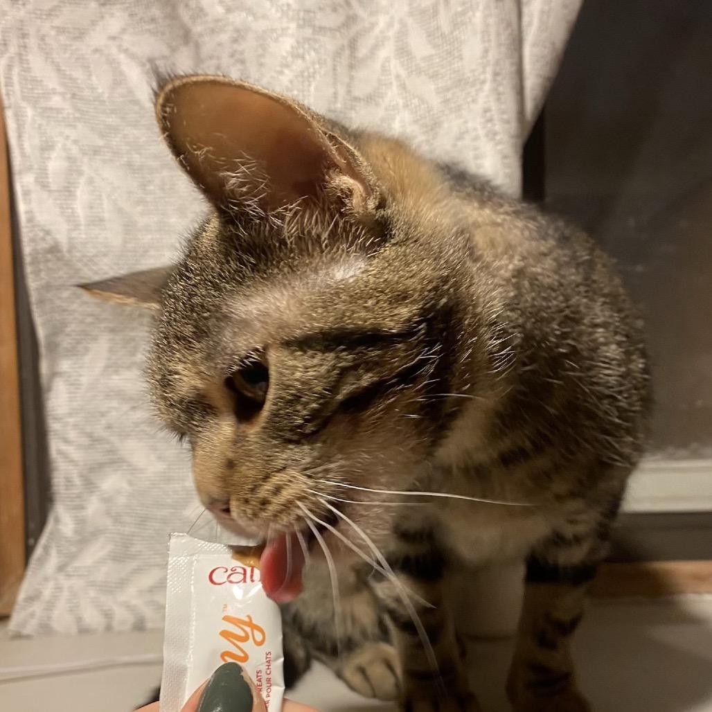 Melon, a Adoptable Domestic Short Hair in Buffalo, MN image 1/3