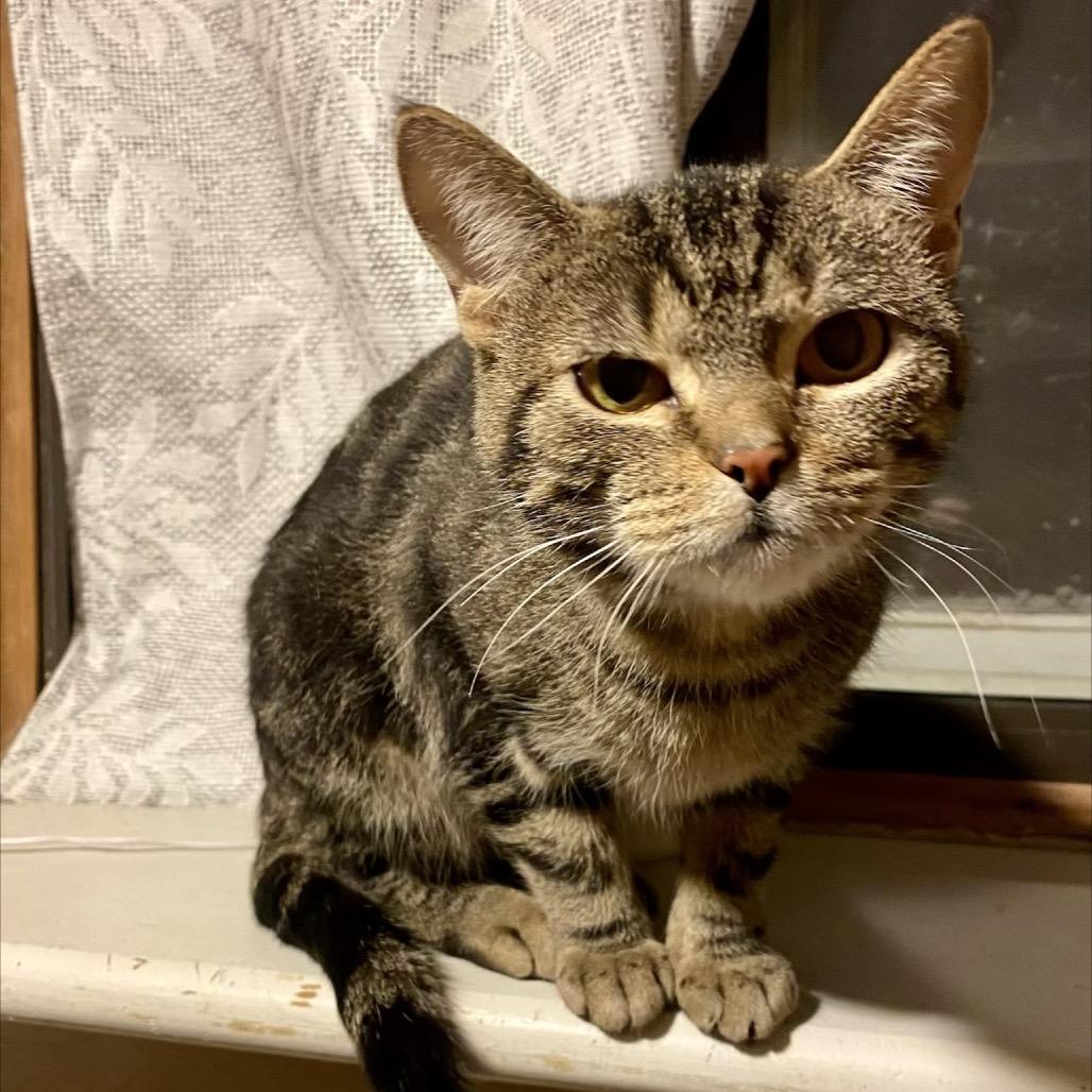 Melon, a Adoptable Domestic Short Hair in Buffalo, MN image 2/3