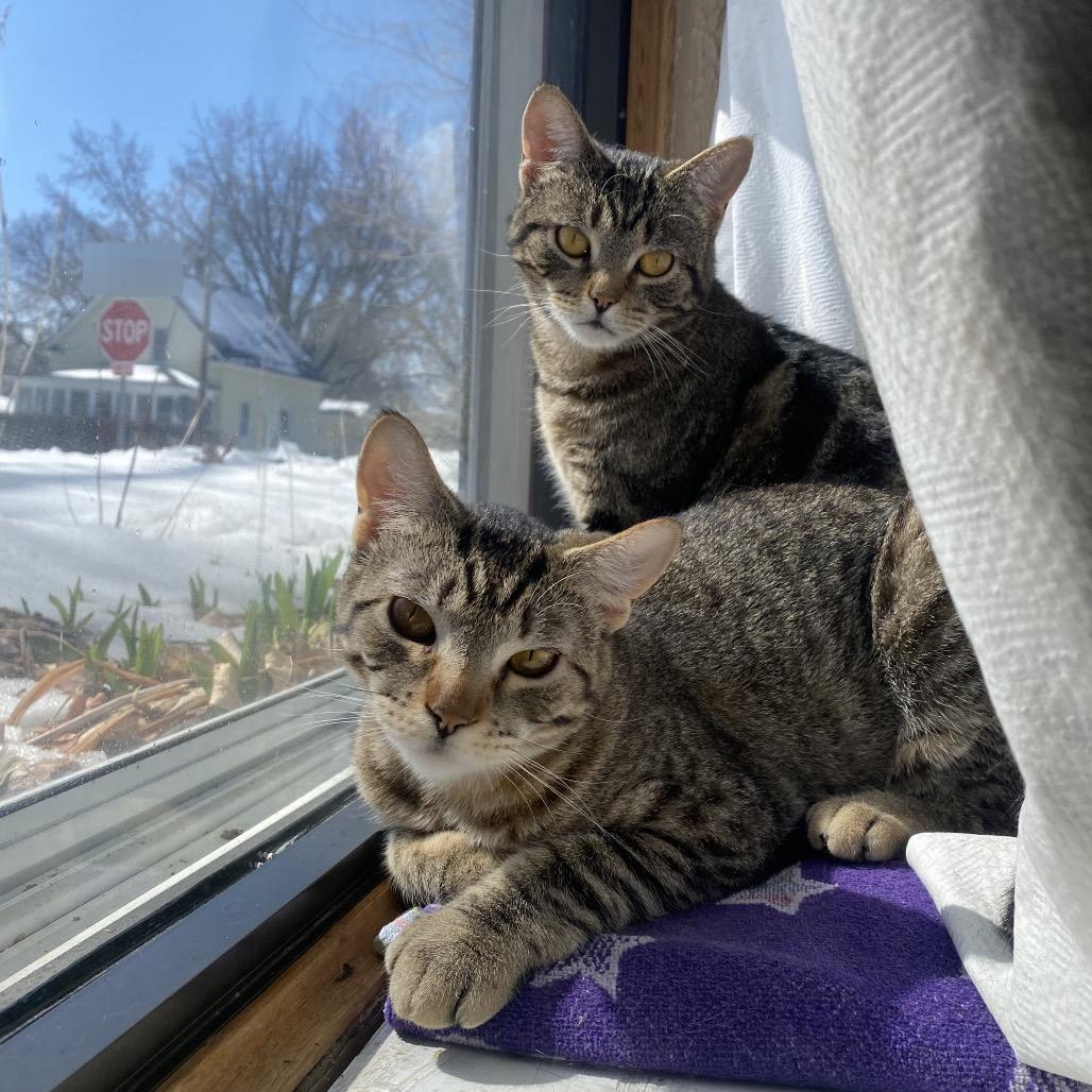 Melon, a Adoptable Domestic Short Hair in Buffalo, MN image 1/6