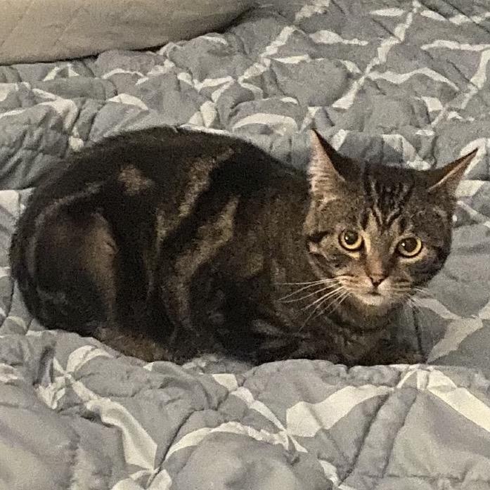 Melon, a Adoptable Domestic Short Hair in Buffalo, MN image 2/6