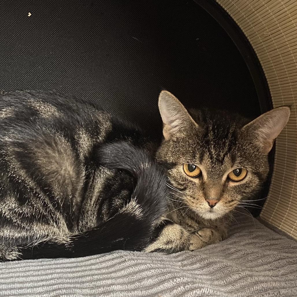 Melon, a Adoptable Domestic Short Hair in Buffalo, MN image 3/3