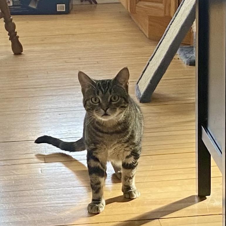 Melon, a Adoptable Domestic Short Hair in Buffalo, MN image 4/6