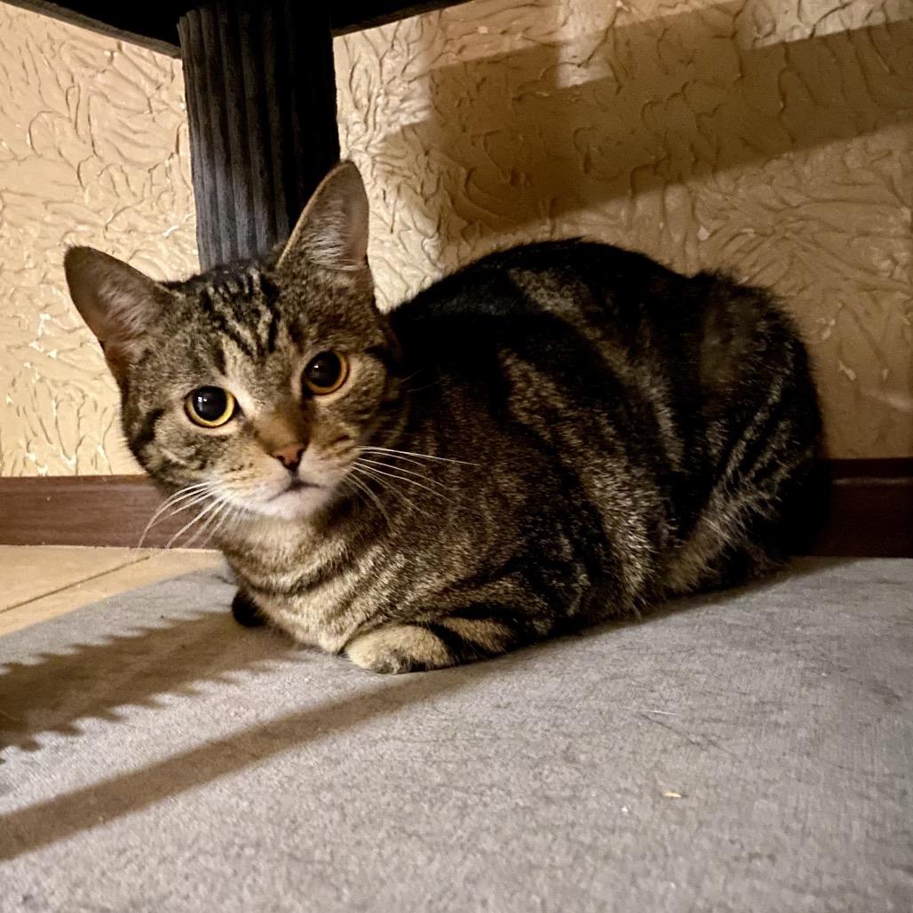 Melon, a Adoptable Domestic Short Hair in Buffalo, MN image 5/6