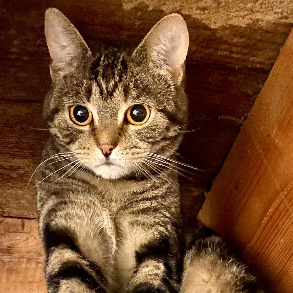 Melon, a Adoptable Domestic Short Hair in Buffalo, MN image 6/6