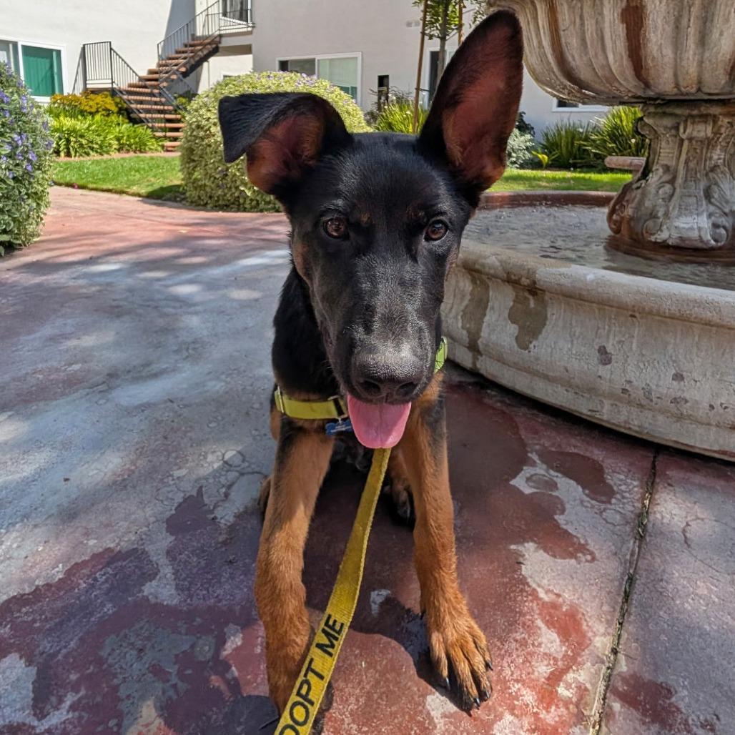 Enlarge Balto, a Adoptable mixed breed in Ojai, CA image 5/6
