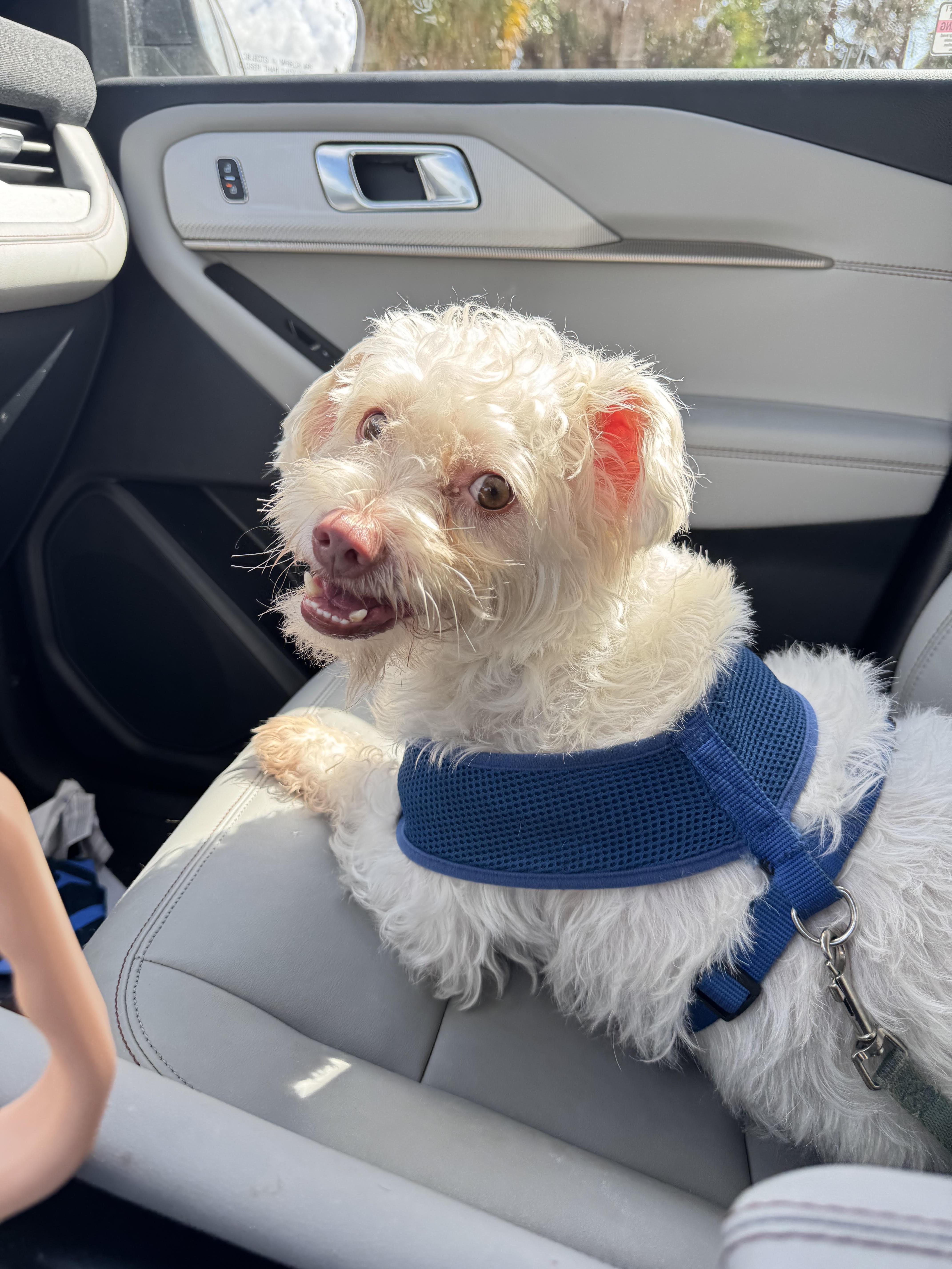 Enlarge Charlie, a ADOPTABLE mixed breed in Boca Raton, FL image 1/1