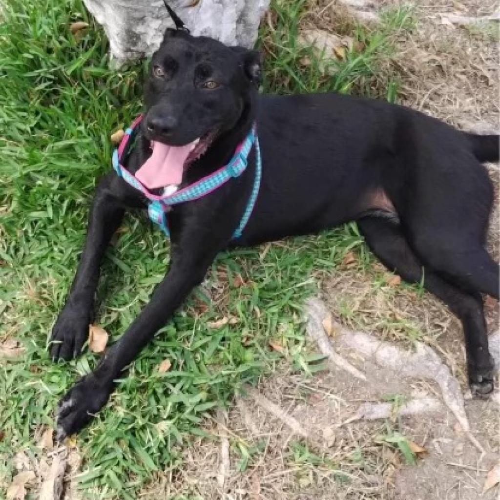 Sasha Anne, a Adoptable Dutch Shepherd in San Diego, CA image 1/4