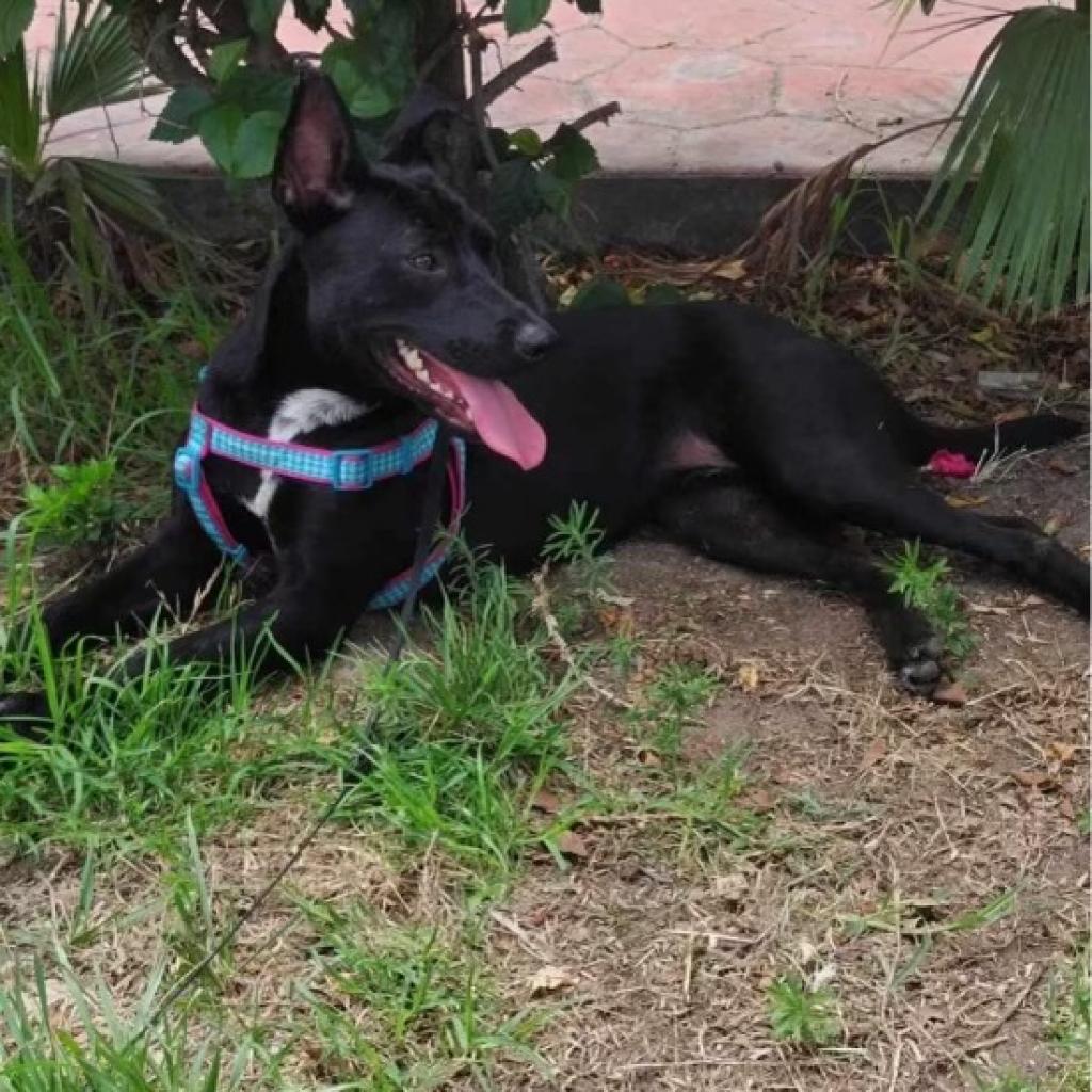 Sasha Anne, a Adoptable Dutch Shepherd in San Diego, CA image 3/4
