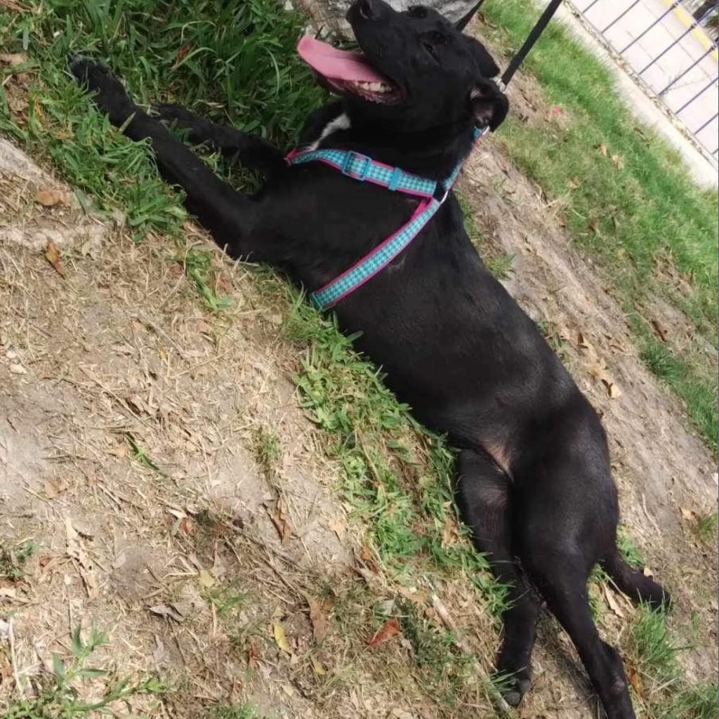 Sasha Anne, a Adoptable Dutch Shepherd in San Diego, CA image 4/4