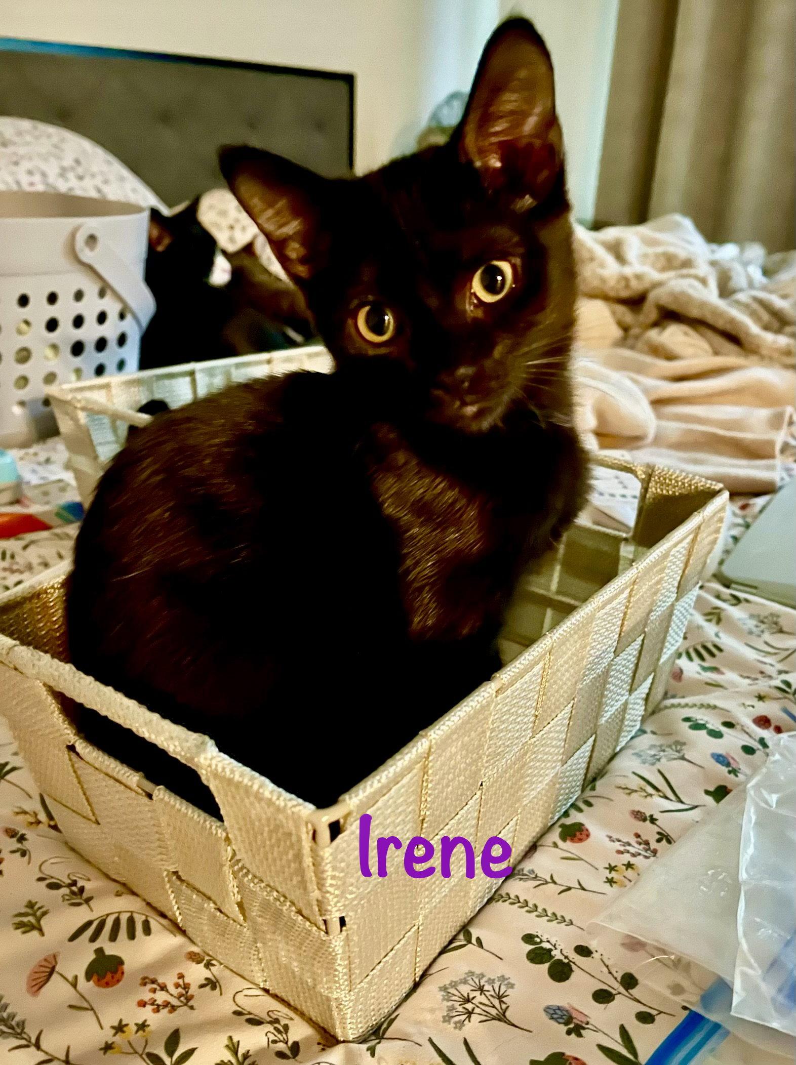 Irene, Adoptable, Kitten Male Domestic Short Hair.
