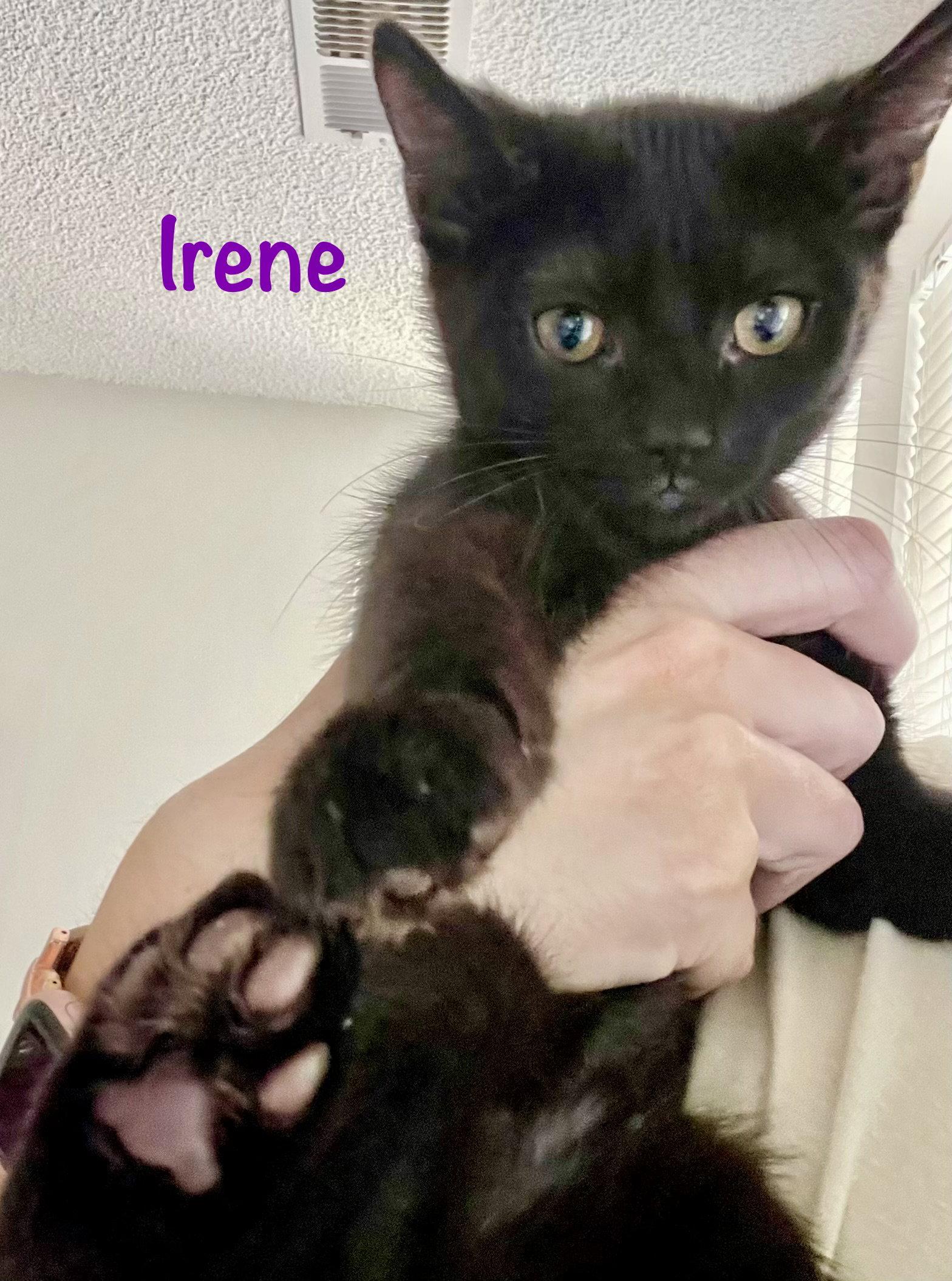Irene, a Adoptable Domestic Short Hair in Reston, VA image 2/3