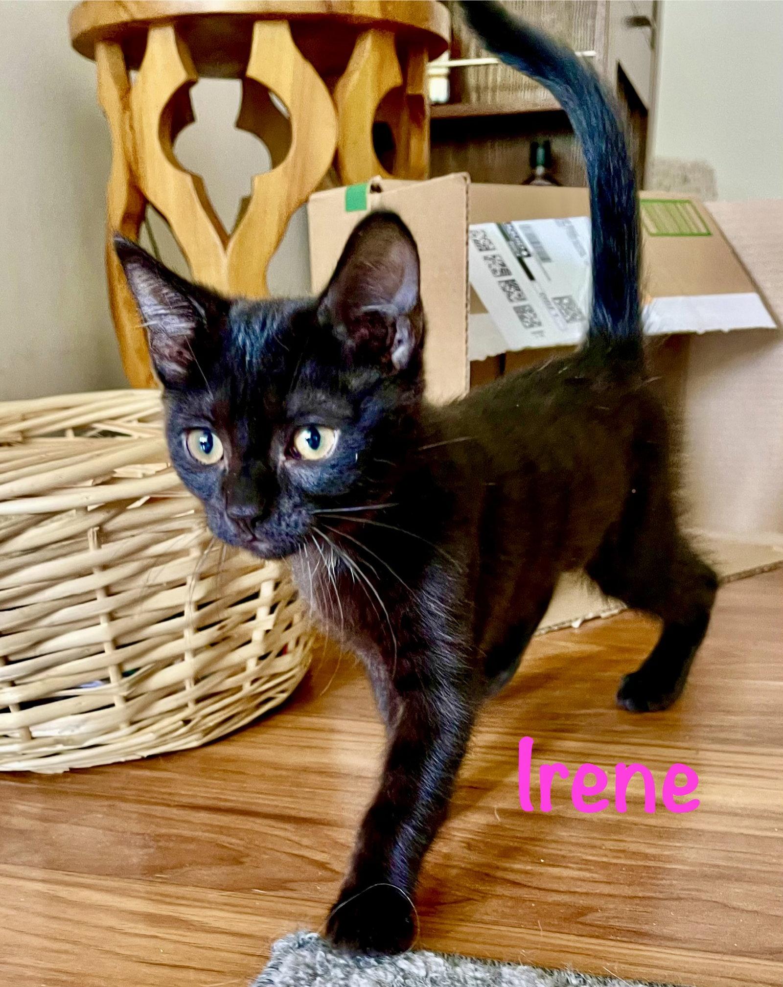 Irene, Adoptable, Kitten Male Domestic Short Hair.