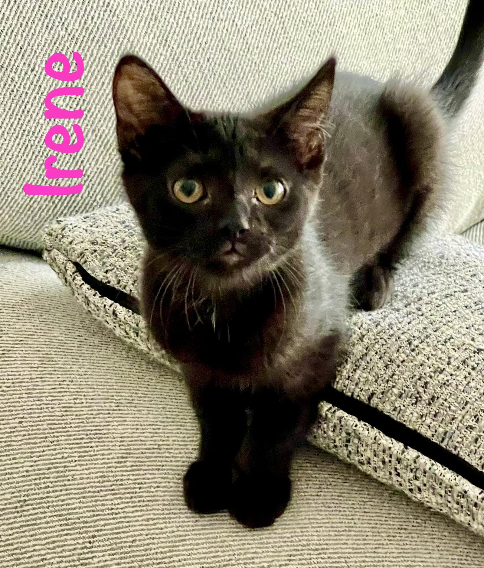 Irene, a Adoptable Domestic Short Hair in Reston, VA image 2/3