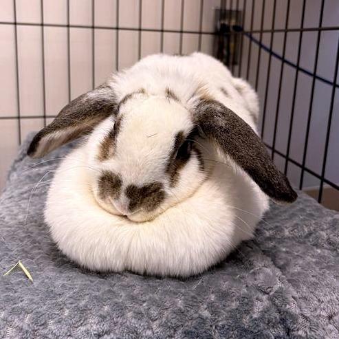 Enlarge Cyndi Hopper, a Adoptable Holland Lop in South Burlington, VT image 1/1