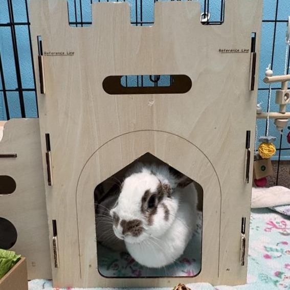 Enlarge Cyndi Hopper, a Adoptable Holland Lop in South Burlington, VT image 2/5