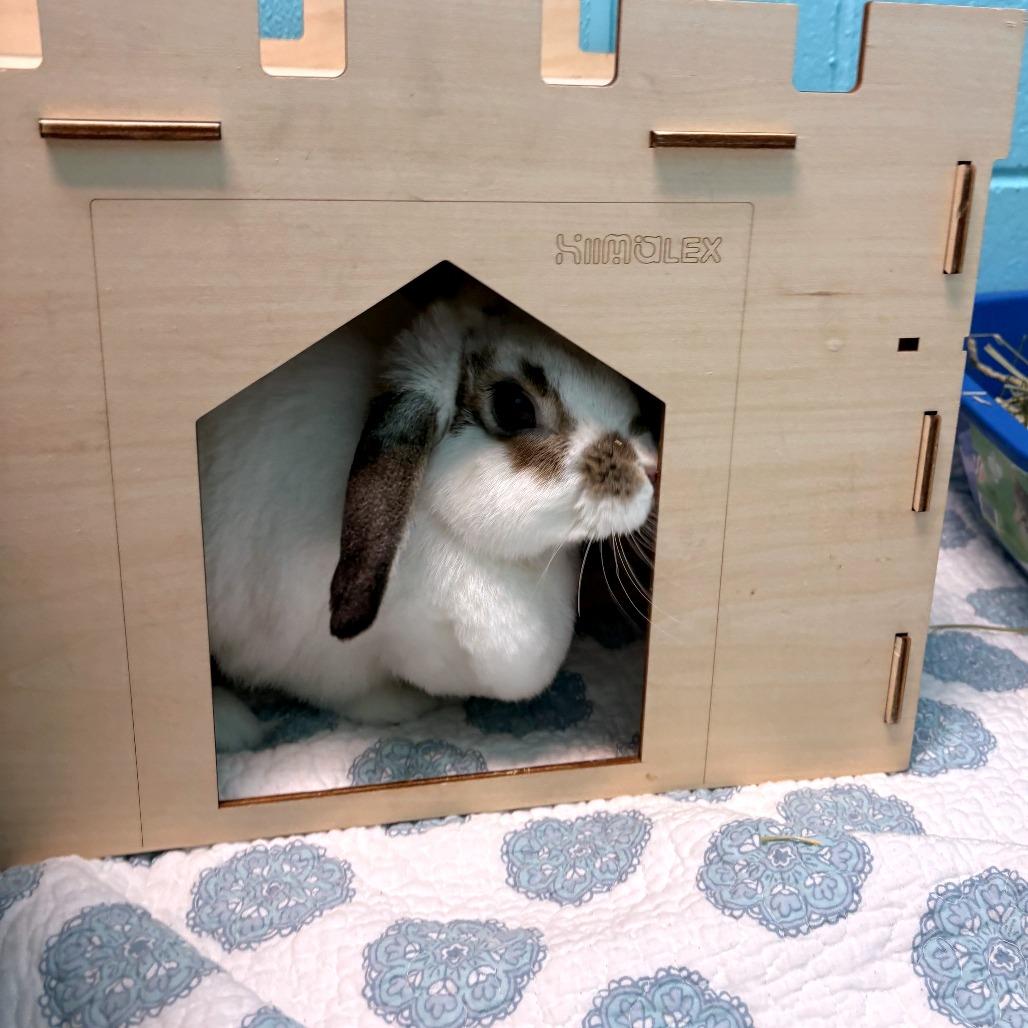 Enlarge Cyndi Hopper, a Adoptable Holland Lop in South Burlington, VT image 3/5