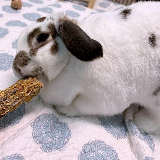 Enlarge Cyndi Hopper, a Adoptable Holland Lop in South Burlington, VT image 4/5