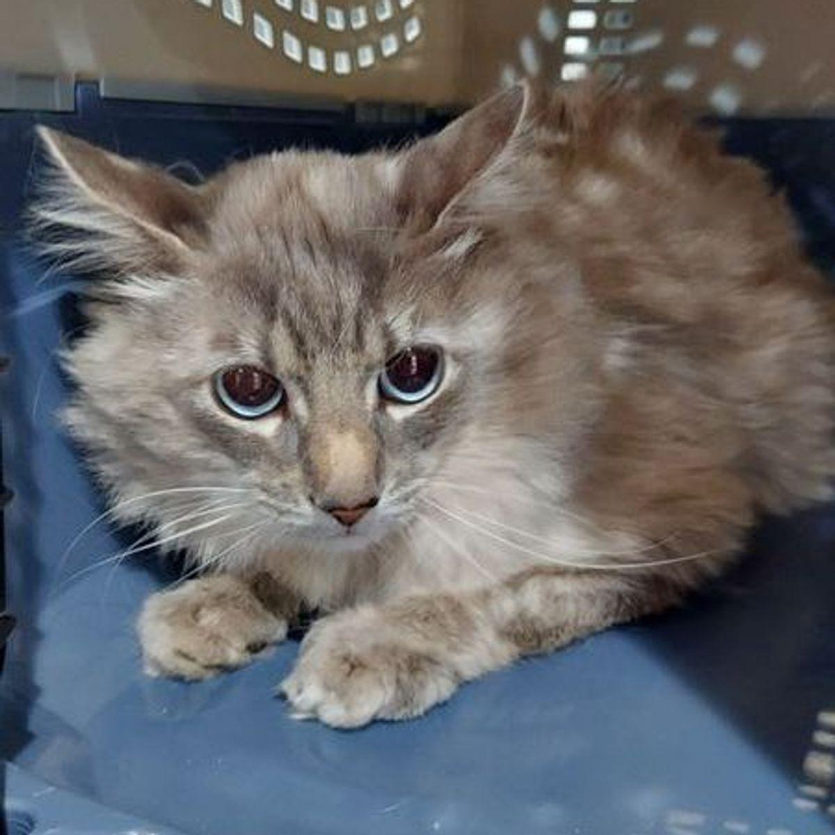 Enlarge Whitley, a Adoptable Ragdoll in Lake Havasu City, AZ image 1/1