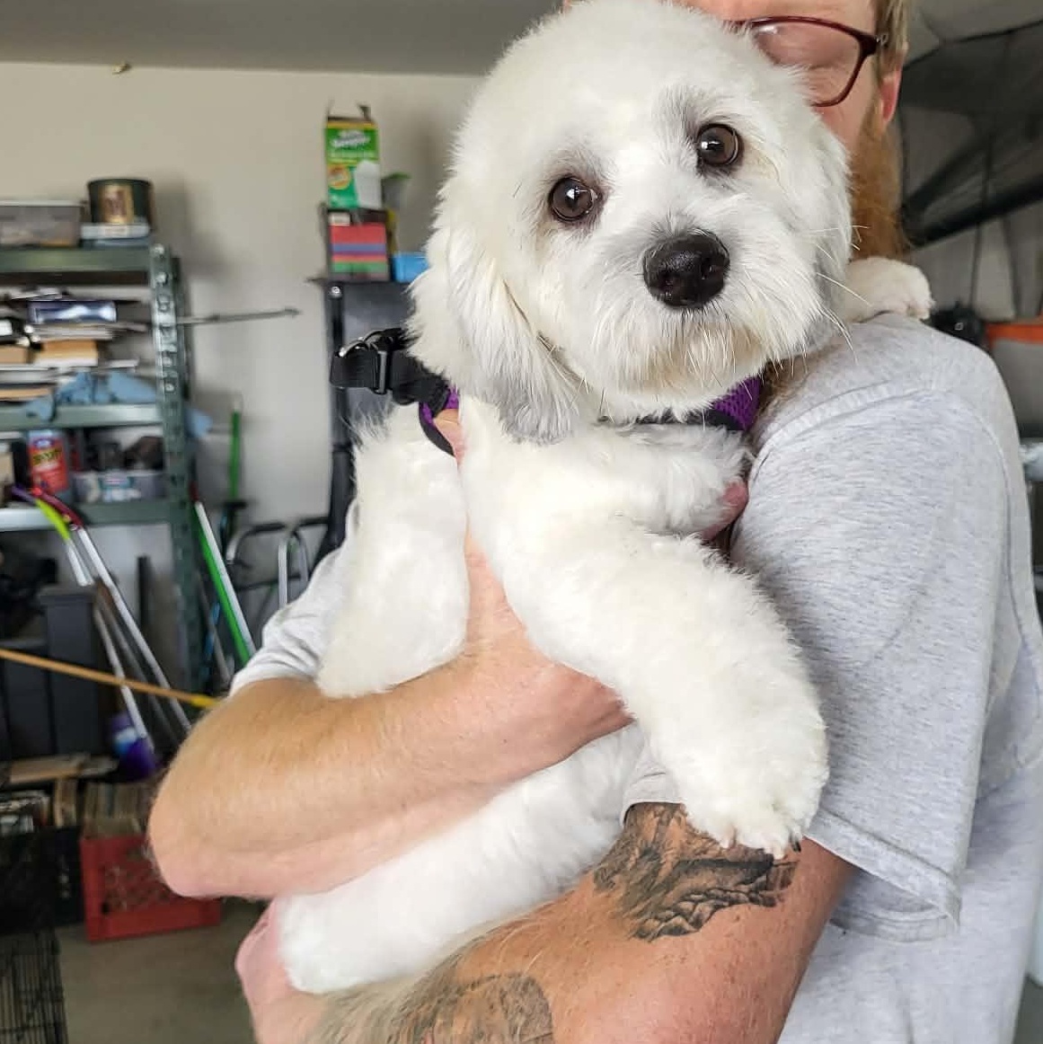 Enlarge ROMY VALENTINE, an adopted mixed breed in Cathedral City, CA image 3/3