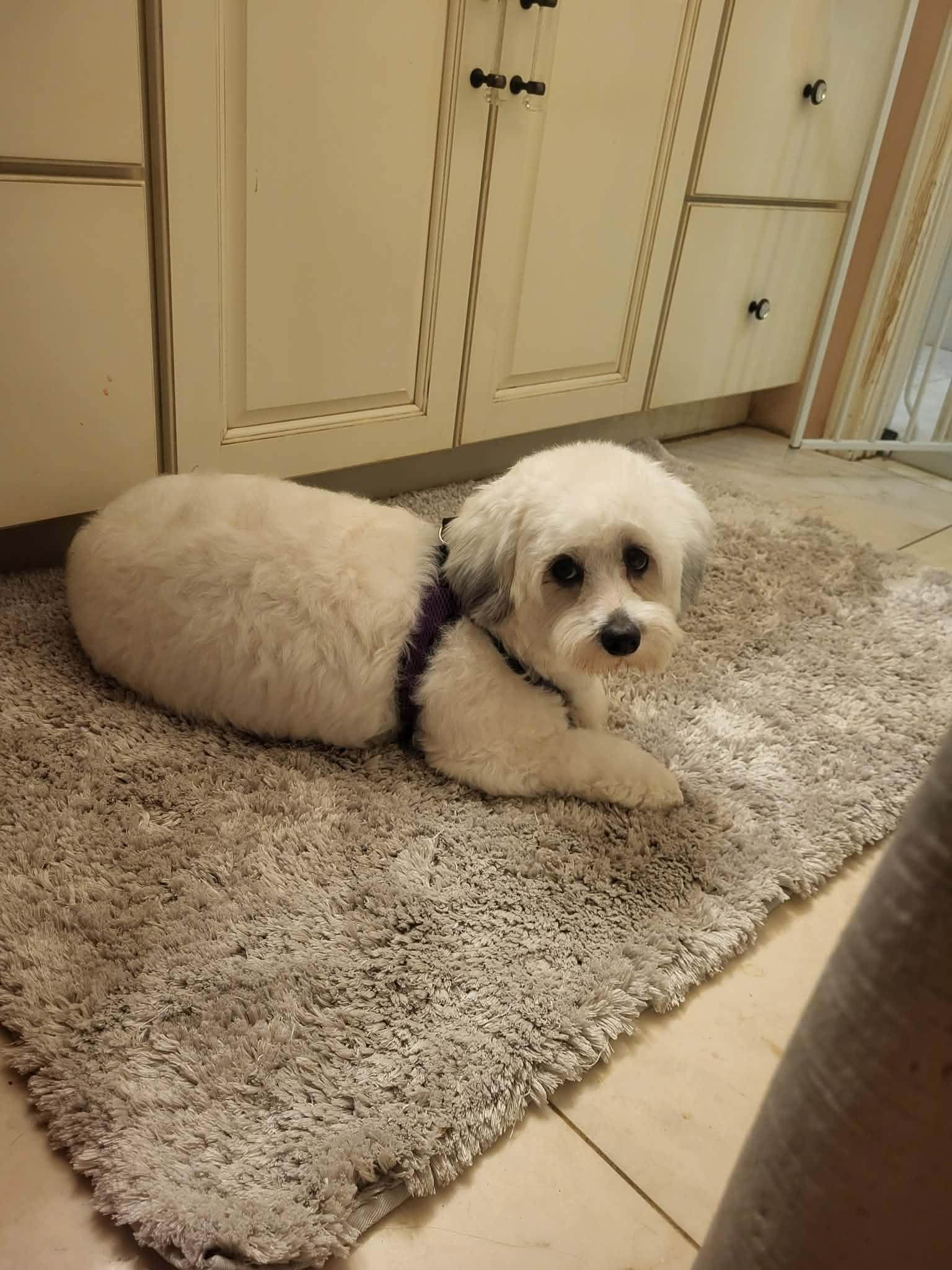 Enlarge ROMY VALENTINE, an adopted mixed breed in Cathedral City, CA image 2/3