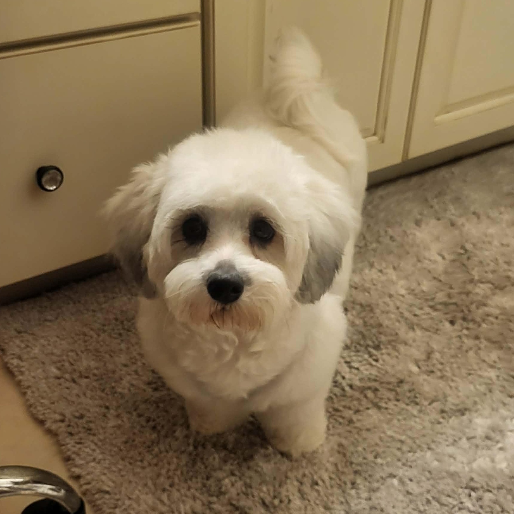 Enlarge ROMY VALENTINE, an adopted mixed breed in Cathedral City, CA image 1/3