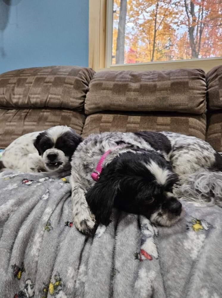 Bella, Adoptable, Senior Female Shih Tzu & Bichon Frise.