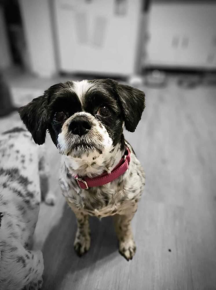 Bella, a Adoptable mixed breed in Wausau, WI image 2/4