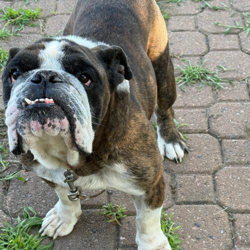 Spiderman, a Adoptable English Bulldog in Chicago, IL image 1/5