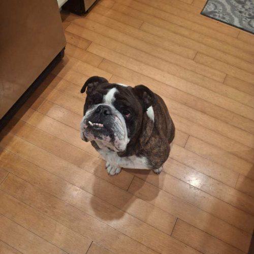 Spiderman, a Adoptable English Bulldog in Chicago, IL image 2/5