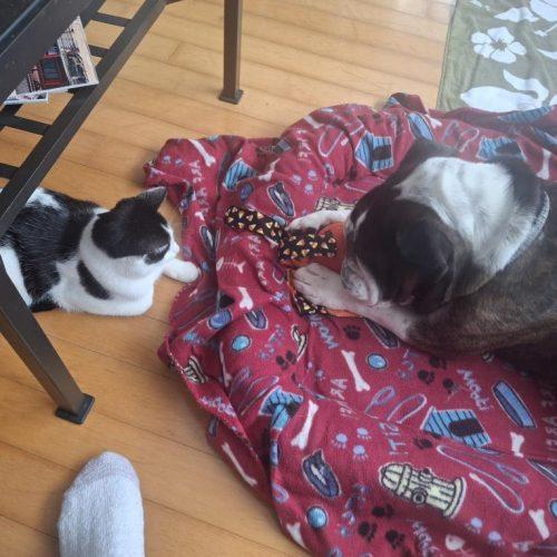 Spiderman, a Adoptable English Bulldog in Chicago, IL image 4/5